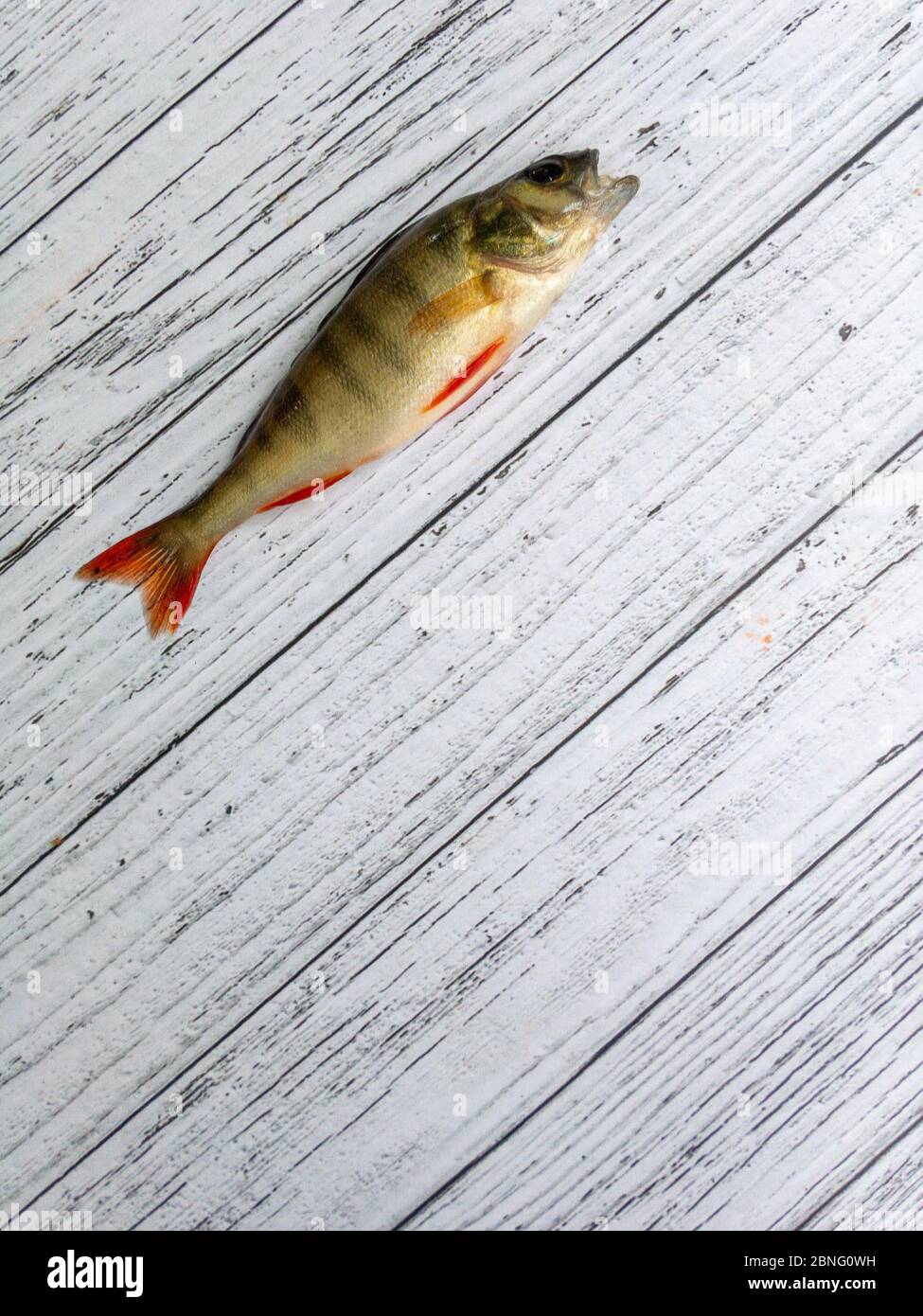 Fresh perch fish on light wooden background, copy space, top view Stock Photo