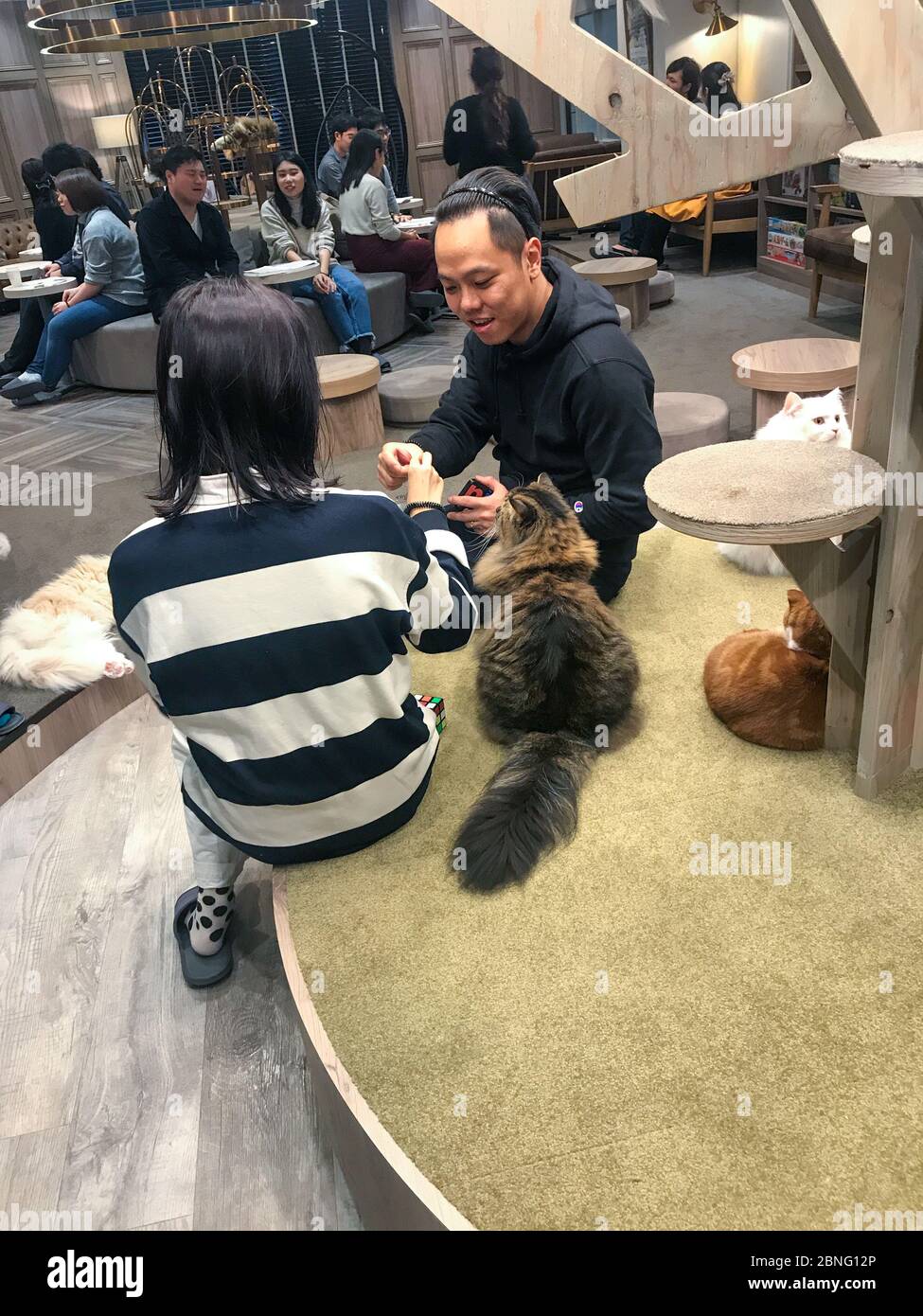 Cute angry cat haha - didn't move from top shelf - can't touch cats up  there – Foto de Cat Cafe Hapineko, Shibuya - Tripadvisor