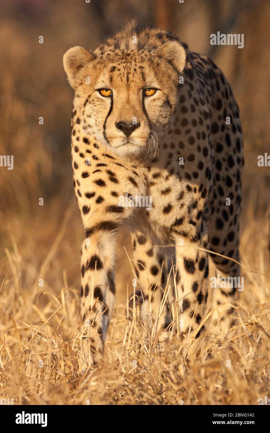 One male adult Cheetah warm light portrait in dry season South Africa Stock Photo