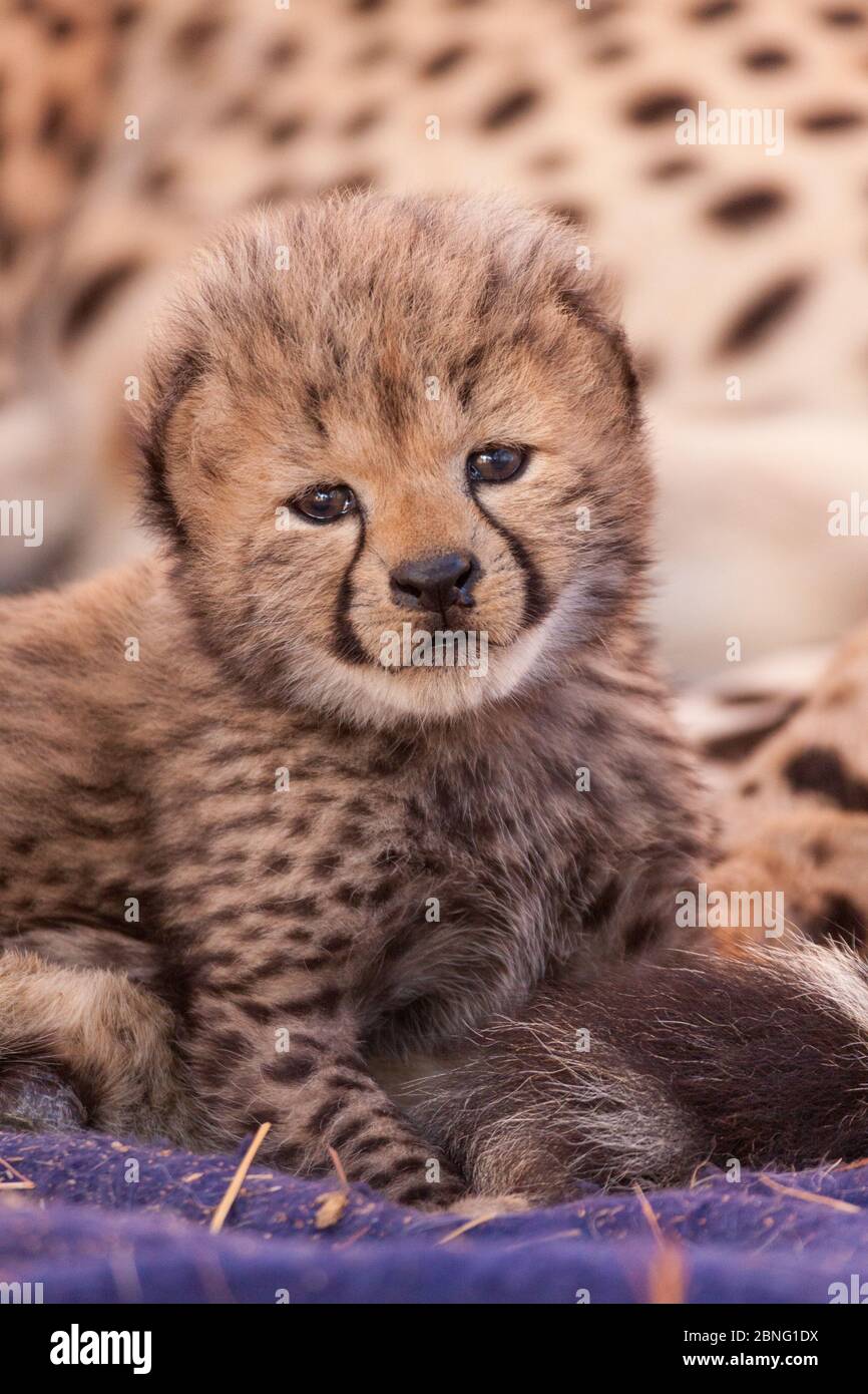 3-week old cute baby Cheetah cub very small South Africa Stock Photo