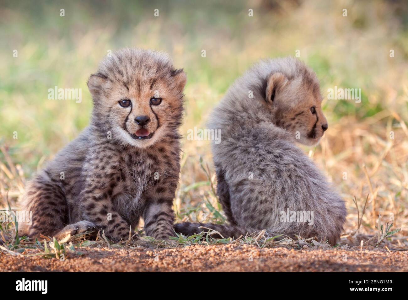 cute cheetah babies