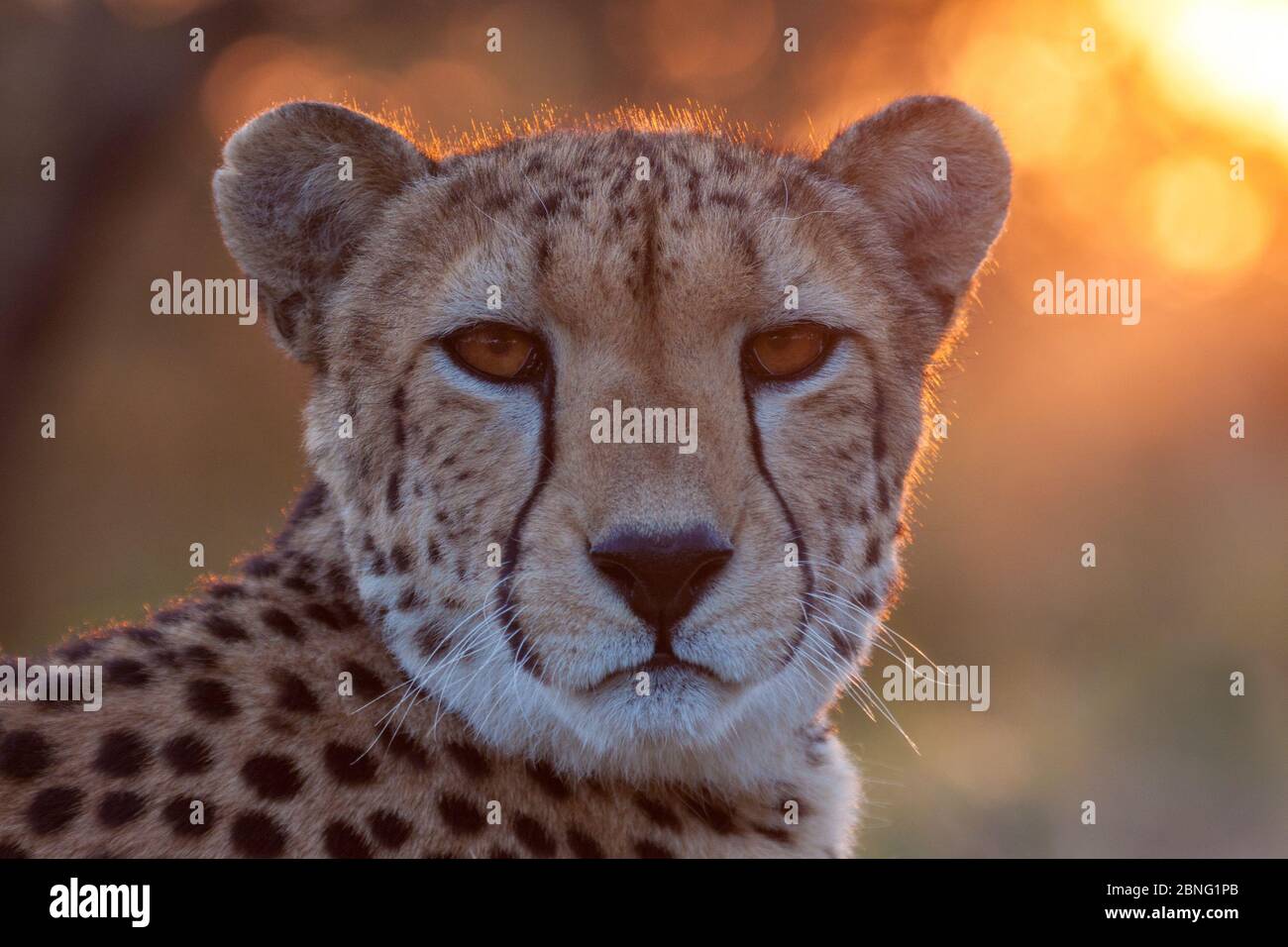 Portrait headshot of an adult female African Cheetah at sunset in South Africa Stock Photo