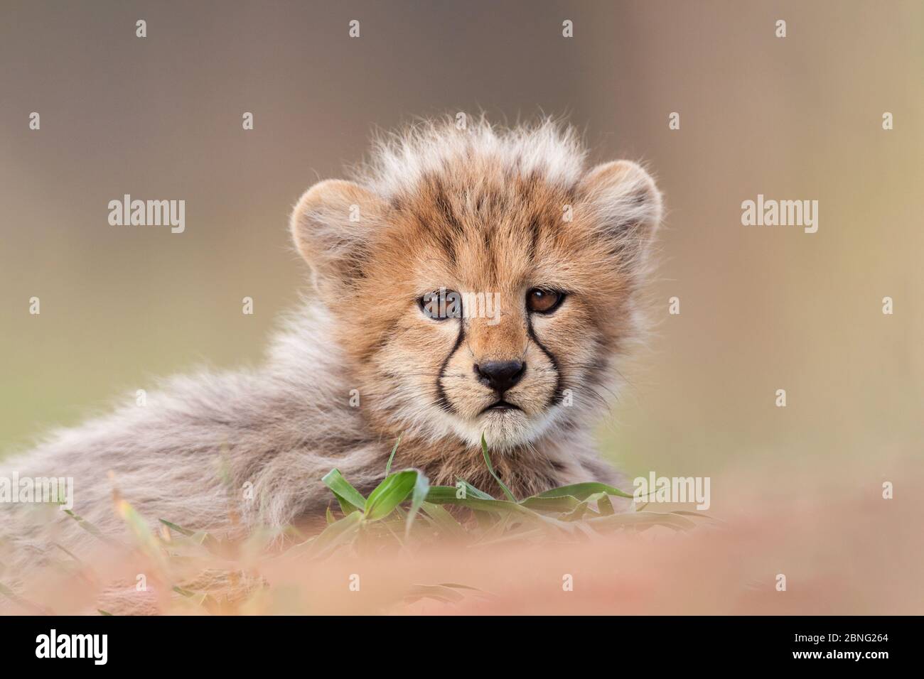 Small cute baby cheetah lying down on grass in Kruger Park South Africa Stock Photo