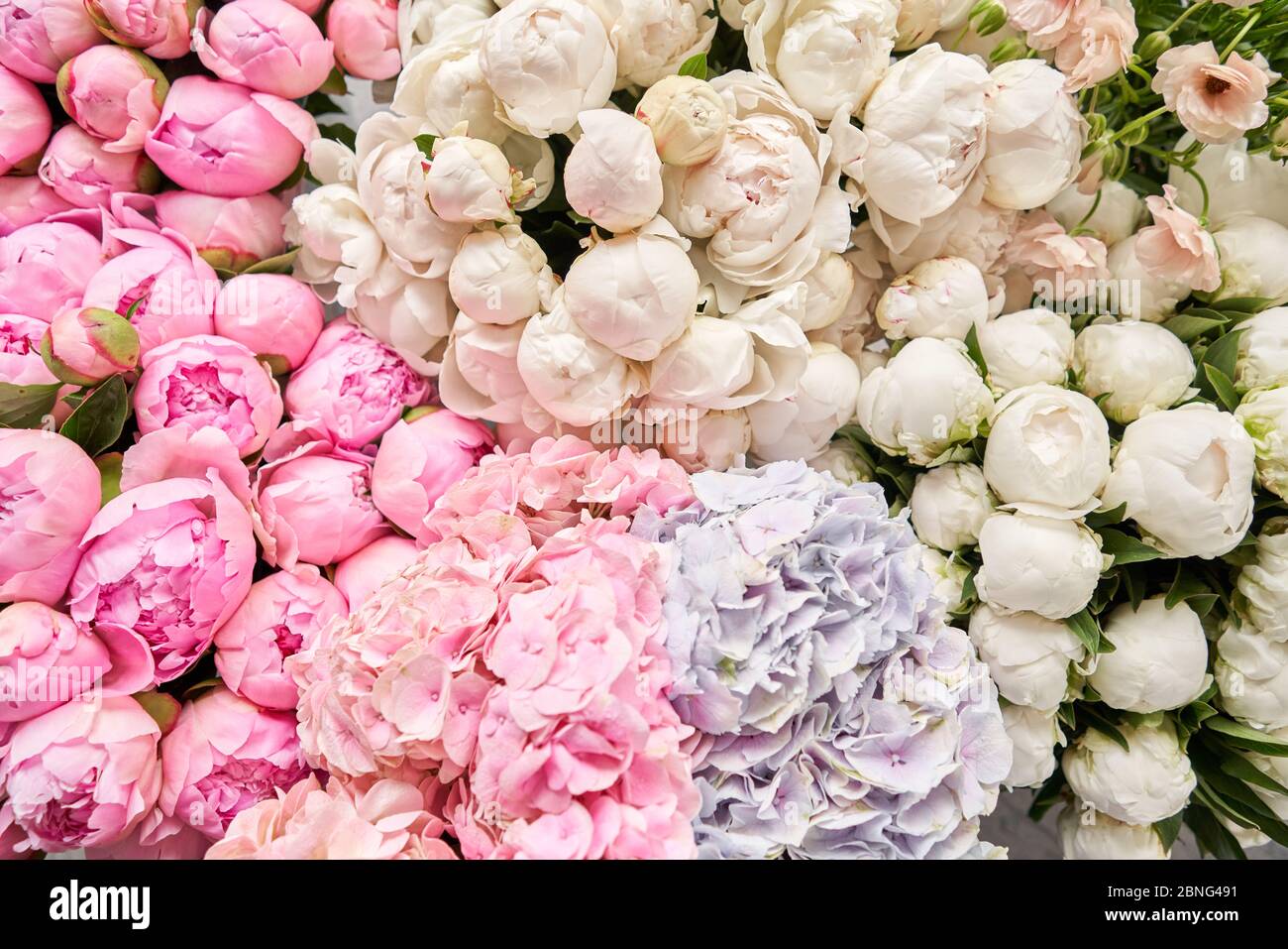 Floral carpet or Wallpaper. Background of pink and white peonies