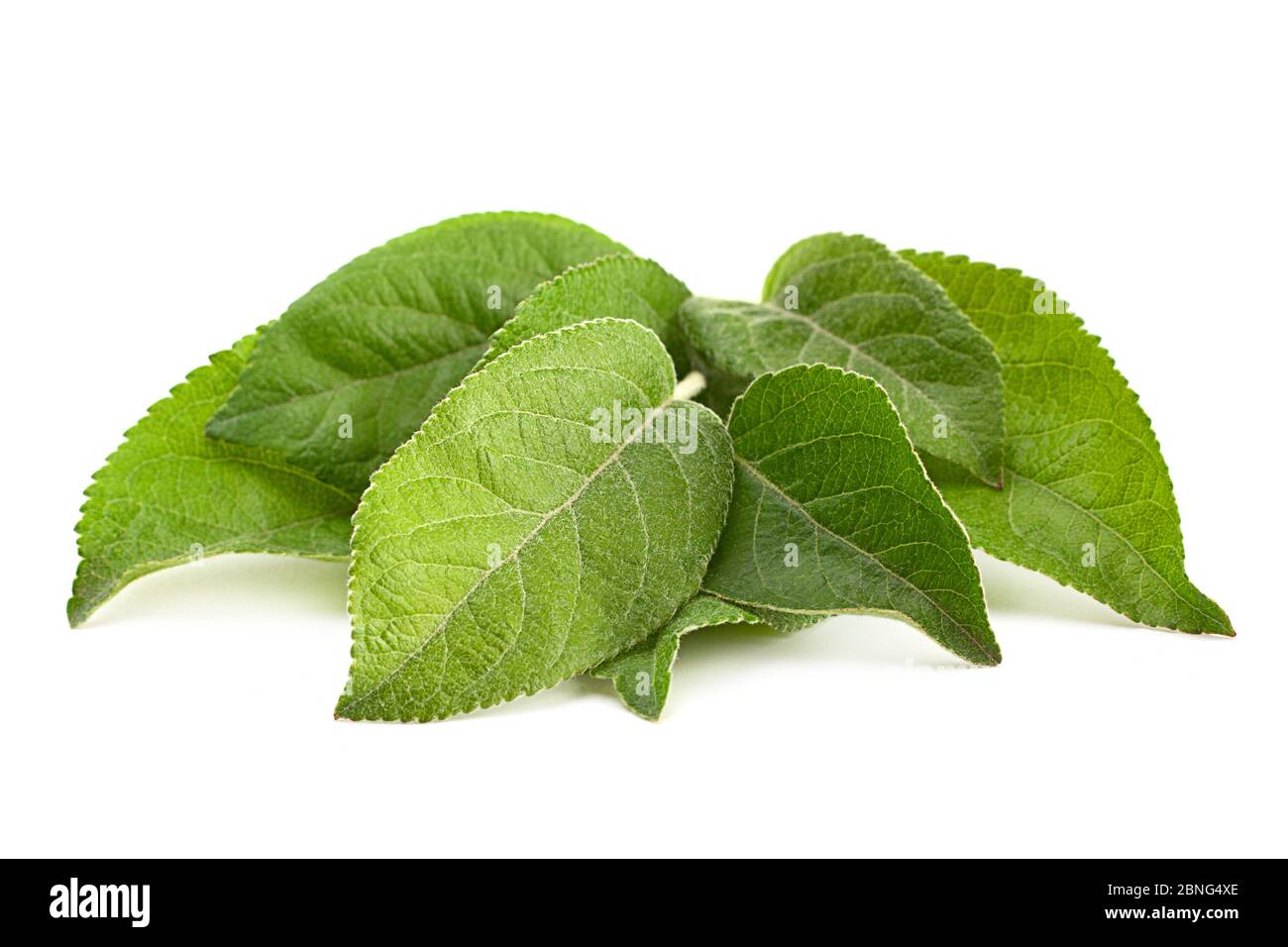 Apple leaf closeup isolated on white background Stock Photo