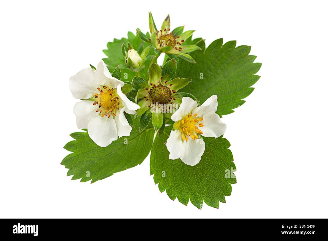 Strawberry flower with leaf isolated on white Stock Photo