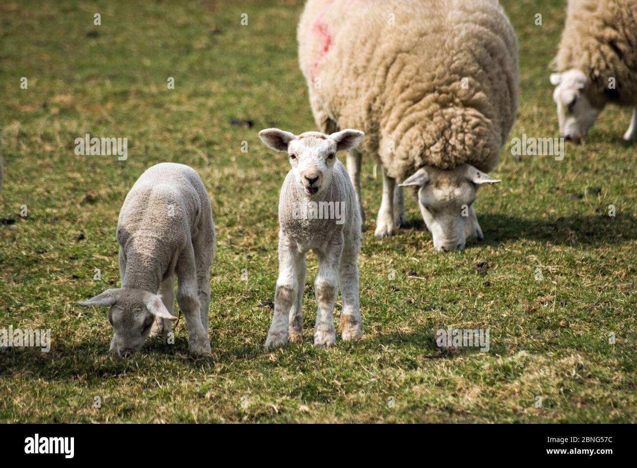 A curious lamb gazes at the viewer as its twin and other sheep continue grazing in a field. Stock Photo