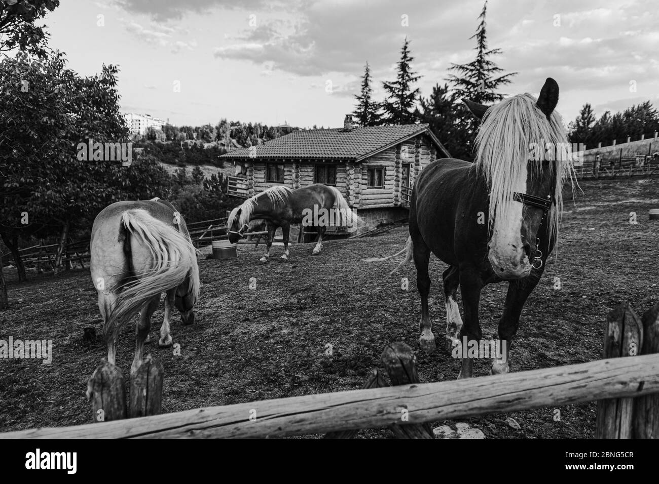 Beautiful shot of horses and a house in the back in black and white ...