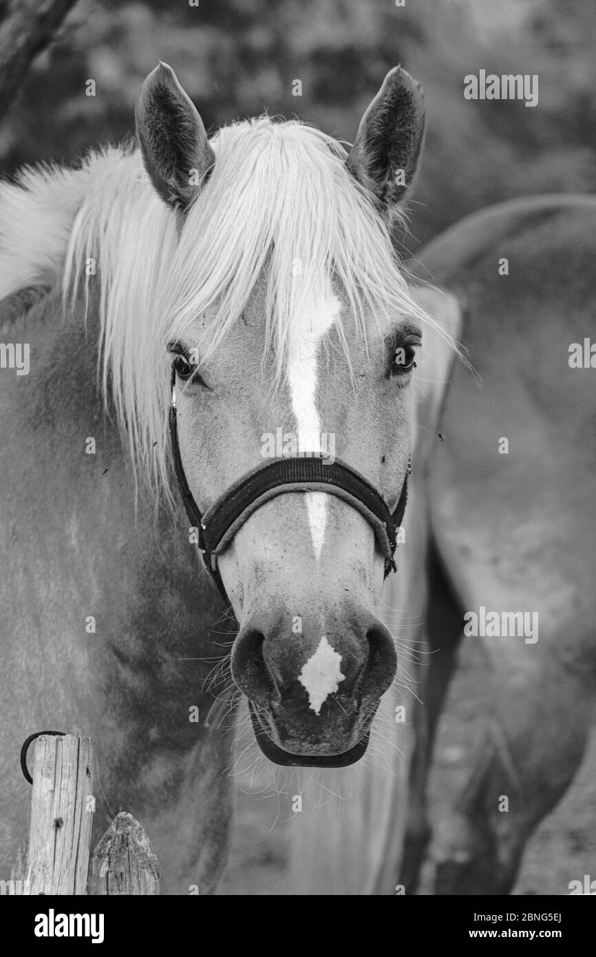 Closeup of a beautiful horse in black and white Stock Photo - Alamy