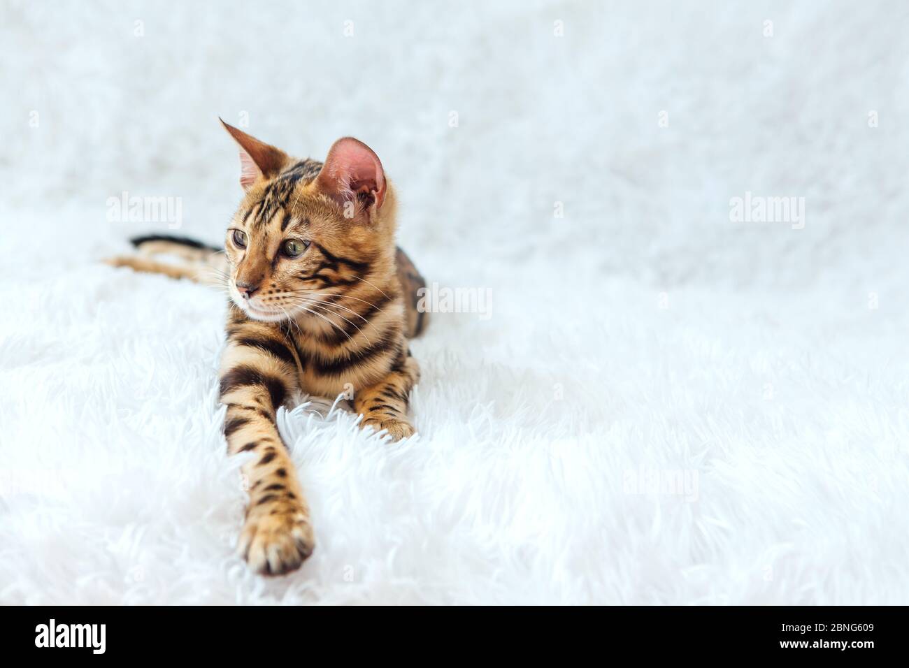 Young bengal kitty cat laying on the white background Stock Photo - Alamy