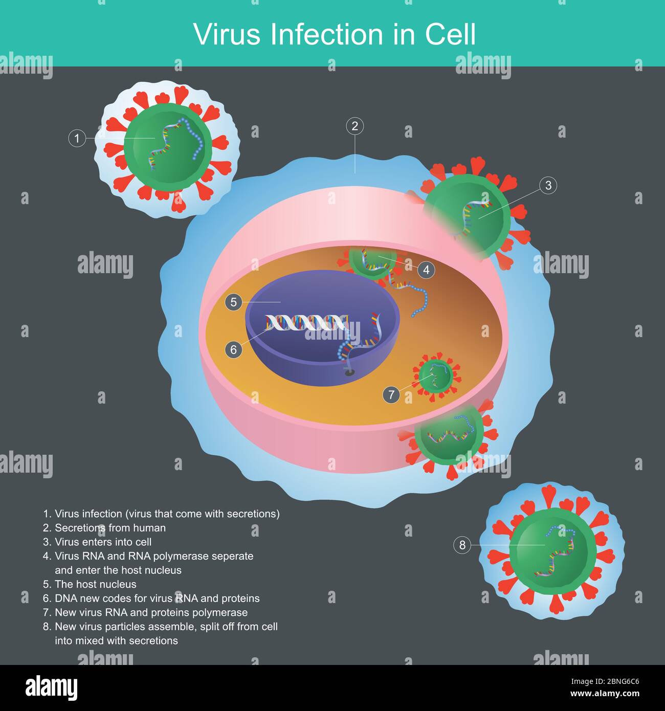 Virus Infection in Cell. Illustration explain virus from human secretions infection enters into cell and nucleus. Stock Vector