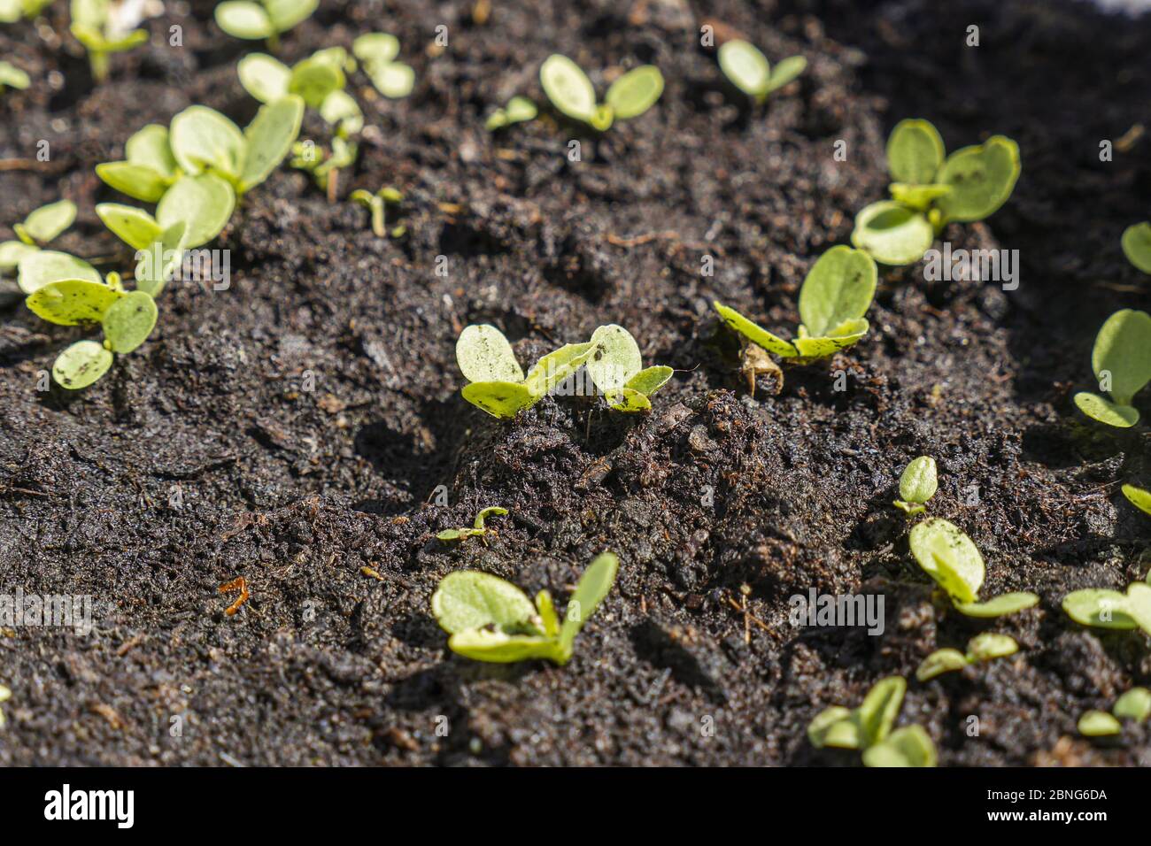 Shot young plants growing hi-res stock photography and images - Alamy