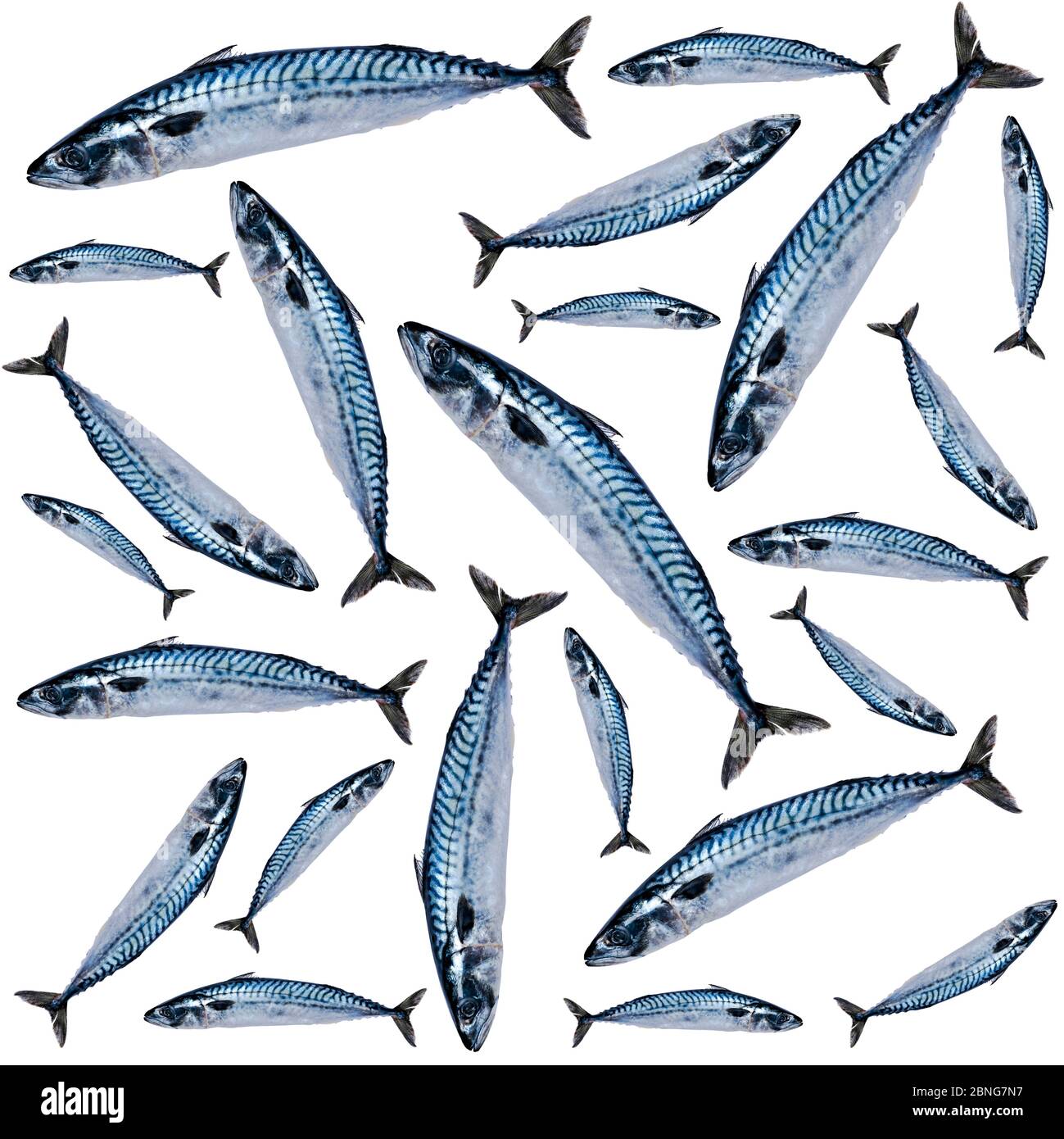 Mackerel fish pattern isolated on white background. Frozen fish. iced