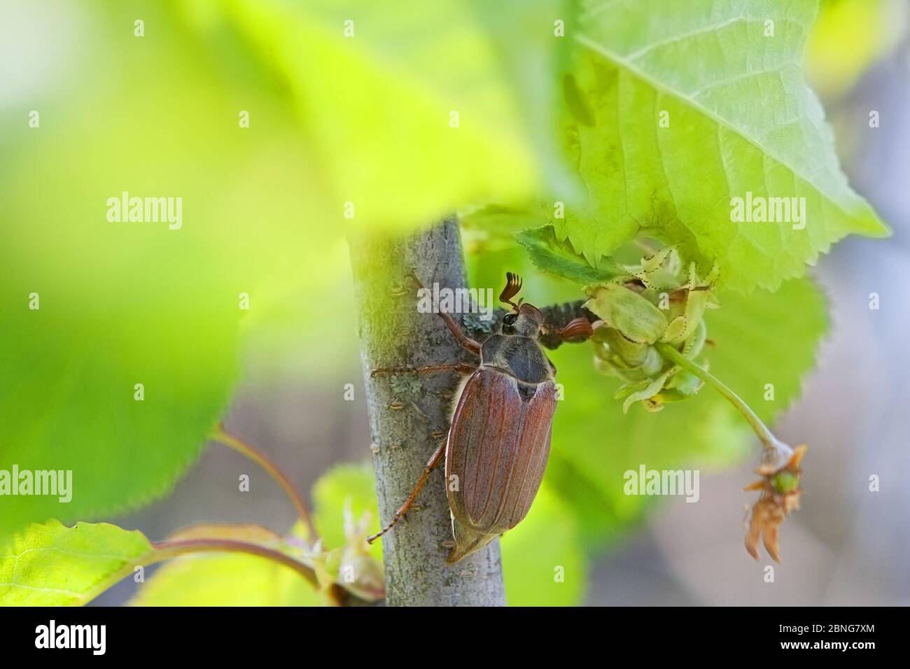 Close up of a chafer beetle on a leaf of a tree in warm colors with a blurred background Stock Photo