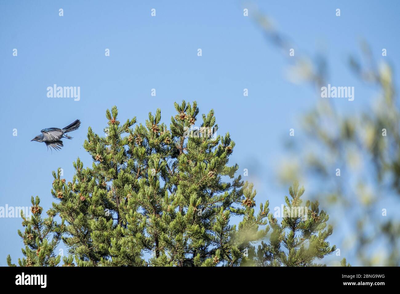 Mexican Jay flying over a green tree under a clear blue sky Stock Photo