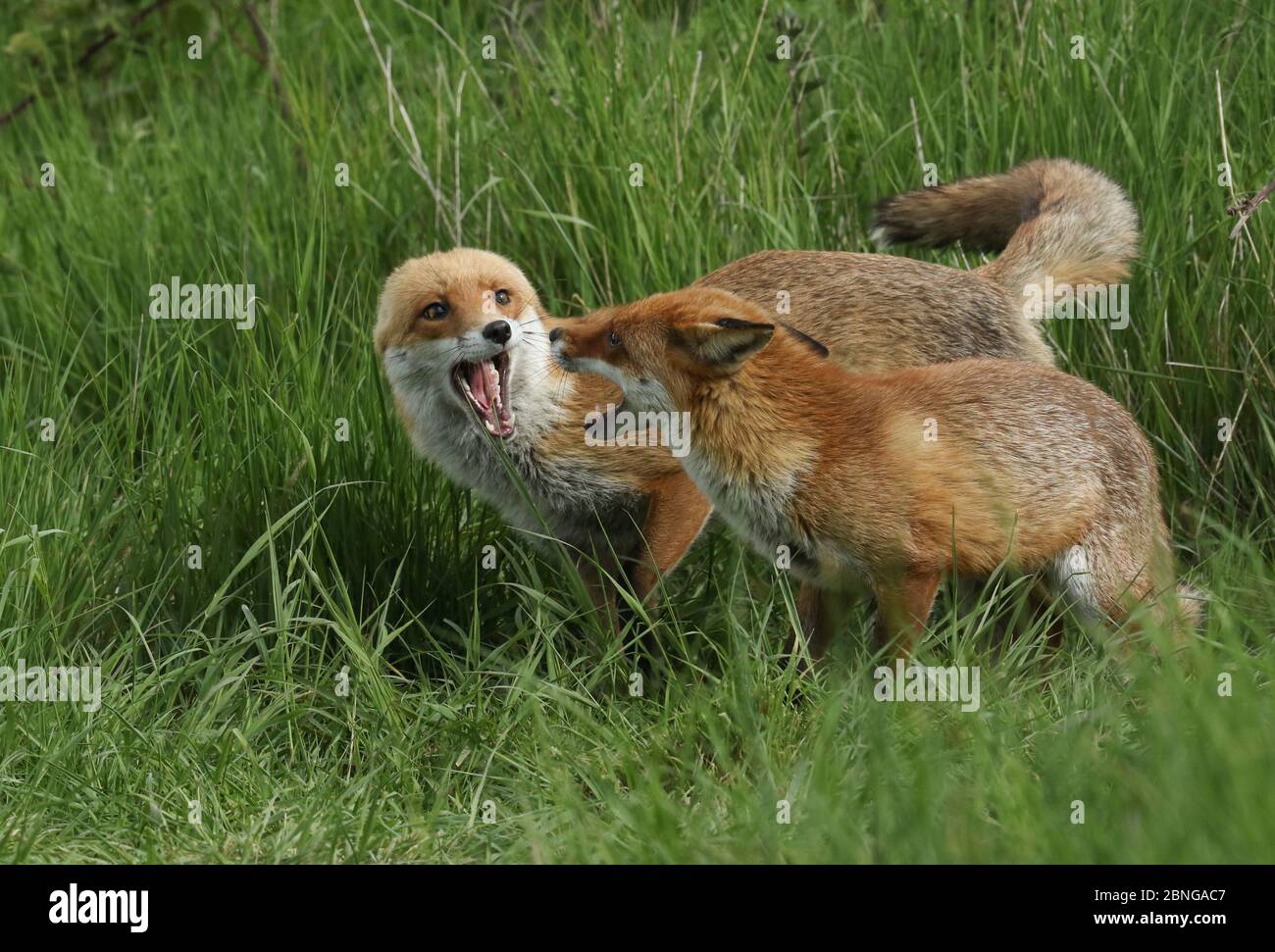 A male and a female wild Red Foxes, Vulpes vulpes, meeting in a field whilst out hunting for food. They both have their mouths open facing each other Stock Photo