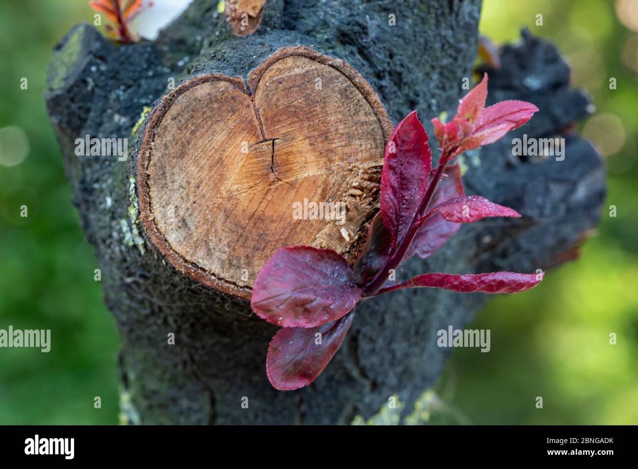 Red budding flower on tree Stock Photo Alamy