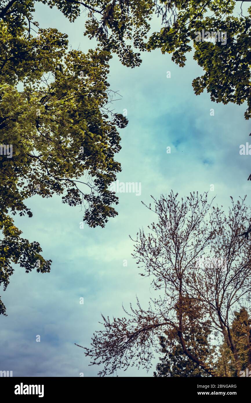Vertical low angle shot of the trees under the beautiful blue sky Stock ...