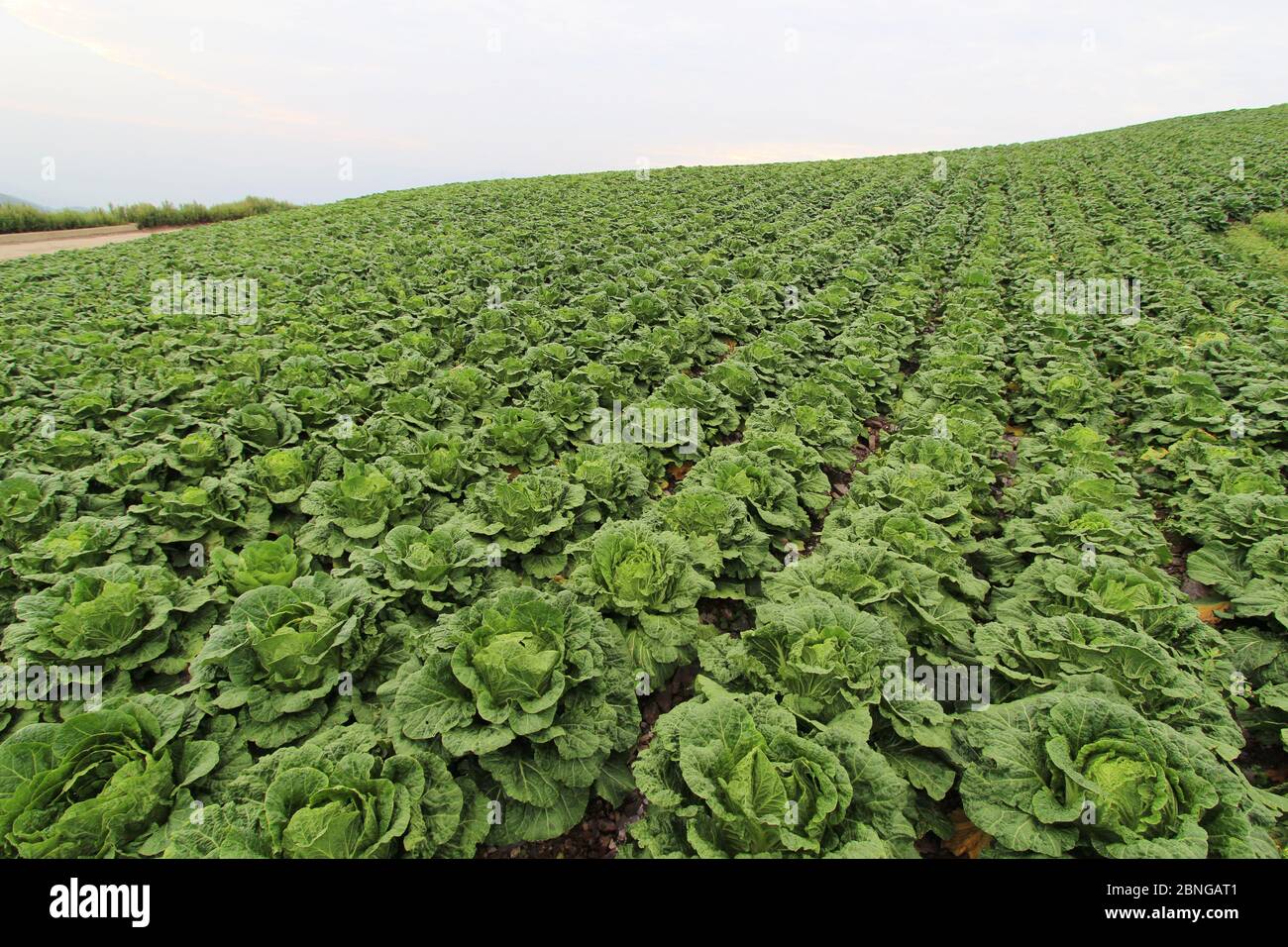 cabbage patch farm
