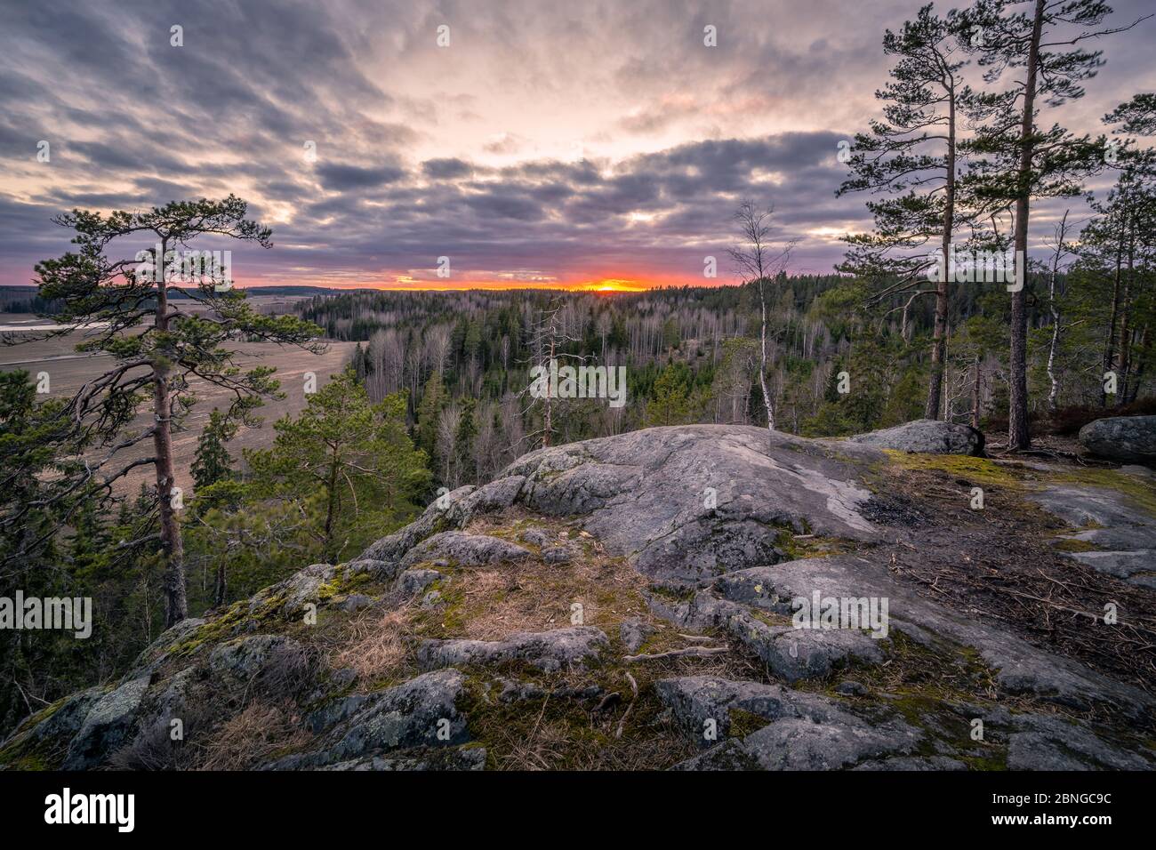 Scenic forest landscape with tranquil mood and idyllic sunset at spring evening in Finland Stock Photo