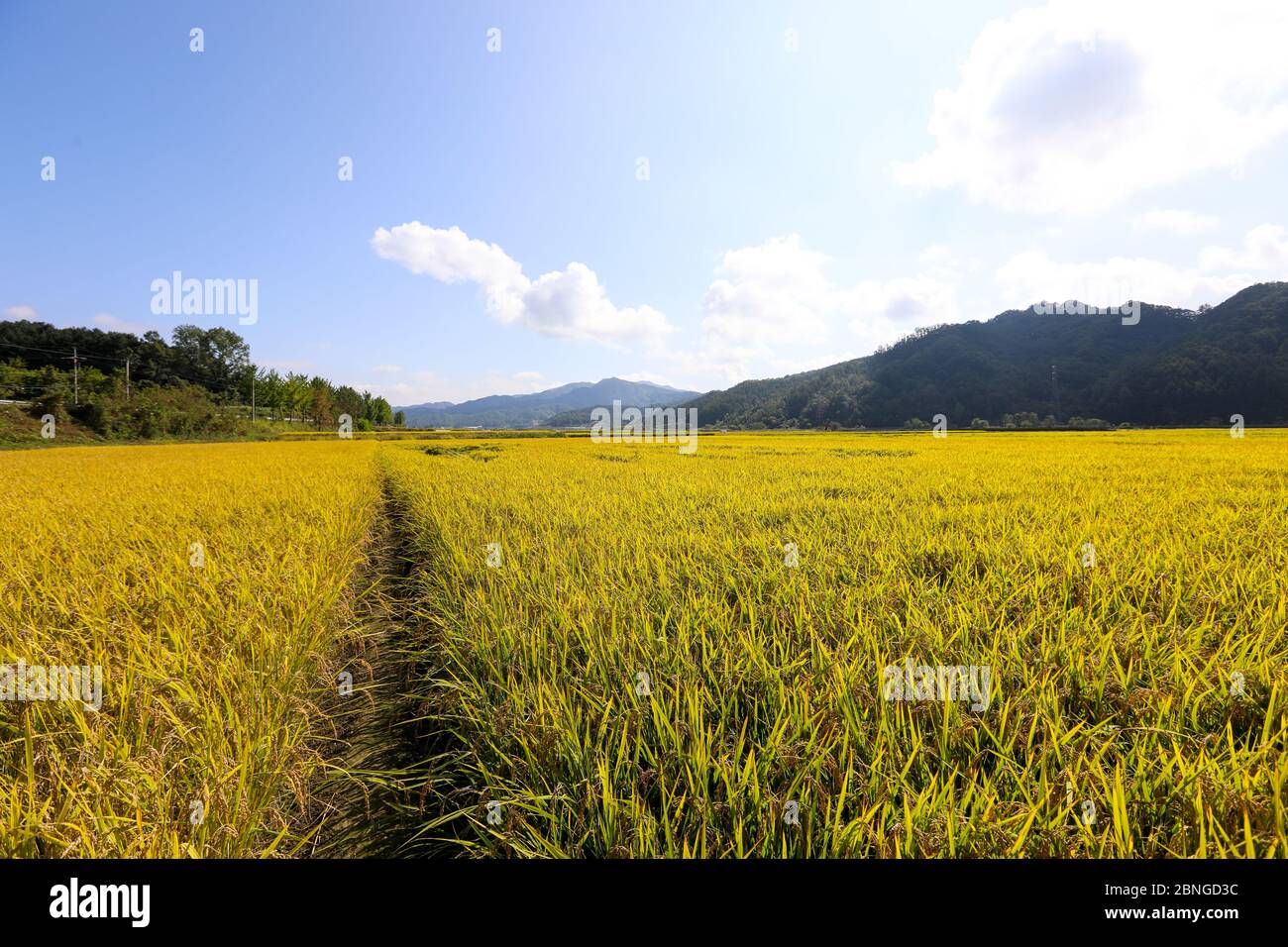 Autumn rice field scenery. Chungcheongbuk-do, South Korea Stock Photo ...