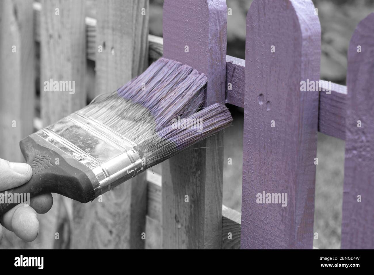 Man painting a wooden picket fence with purple wood stain and brush in a  garden. With selective colour Stock Photo - Alamy
