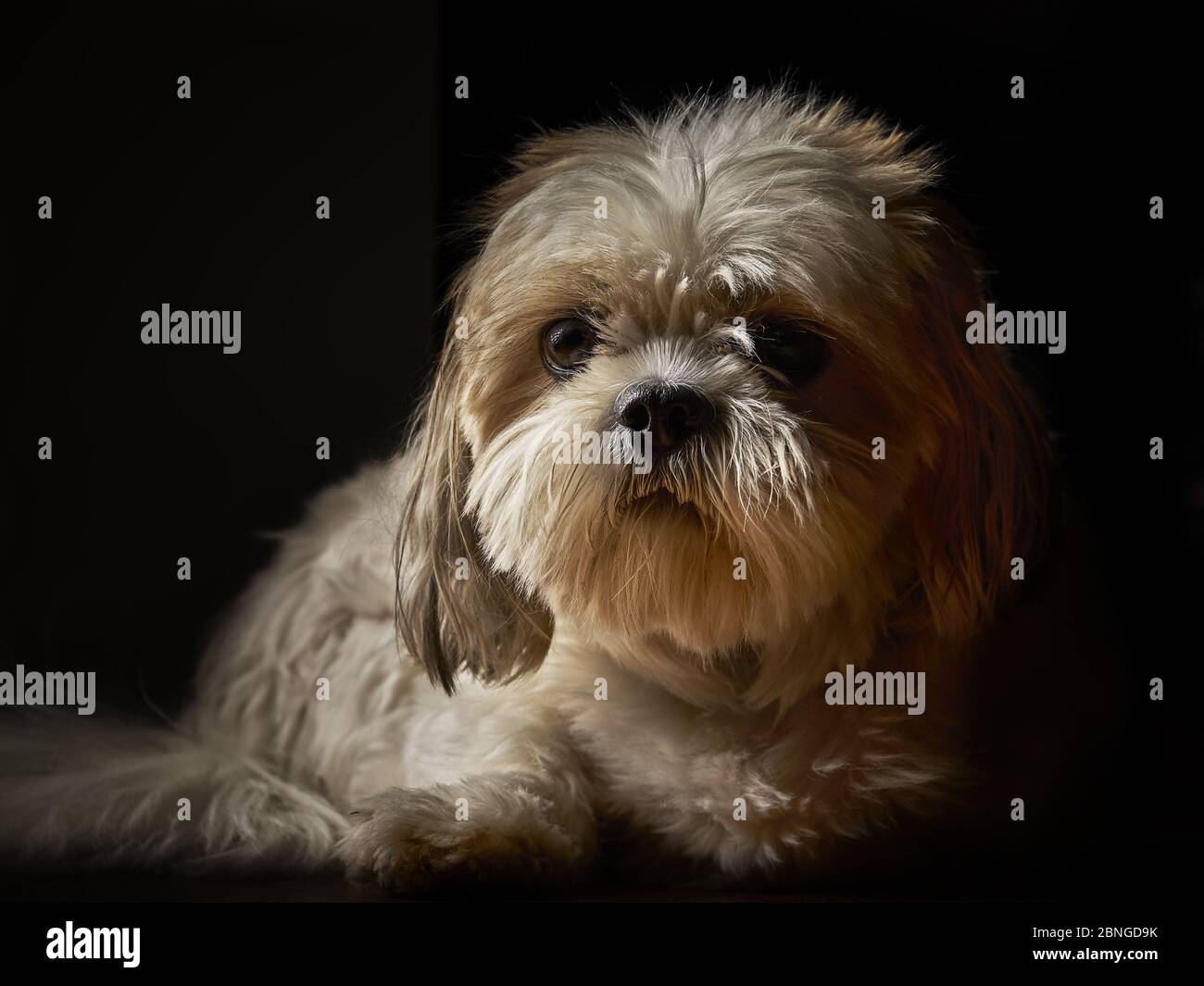 Shih poo hi-res stock photography and images - Alamy