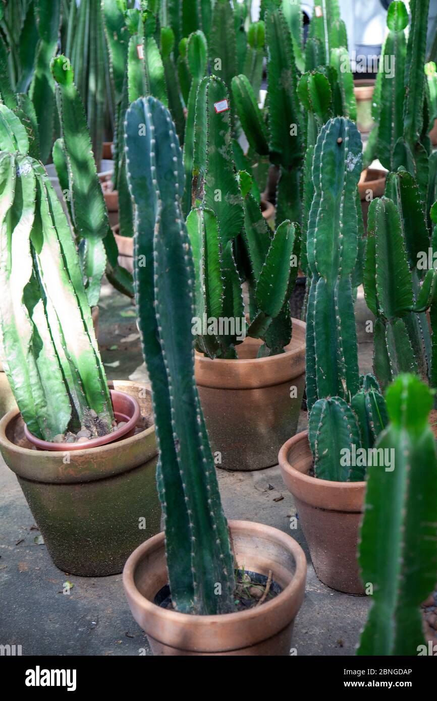 Flores de cactus hi-res stock photography and images - Alamy