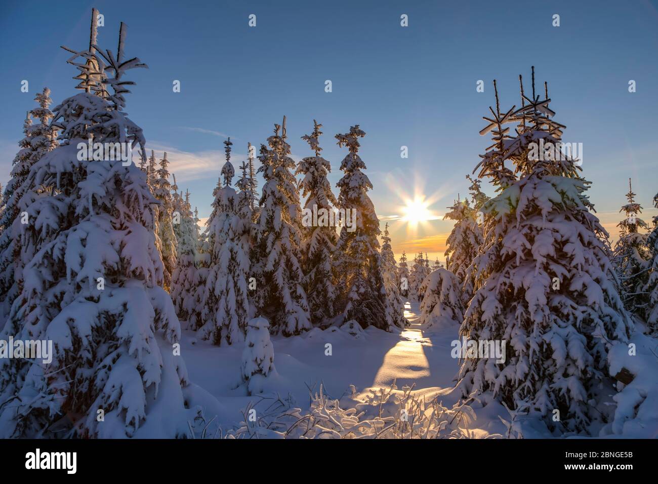 Winterwald im Gegenlicht Stock Photo