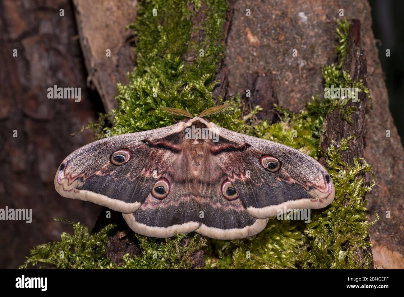 Wiener Nachtpfauenauge, Saturnia pyri, giant peacock moth - Maennchen Stock Photo