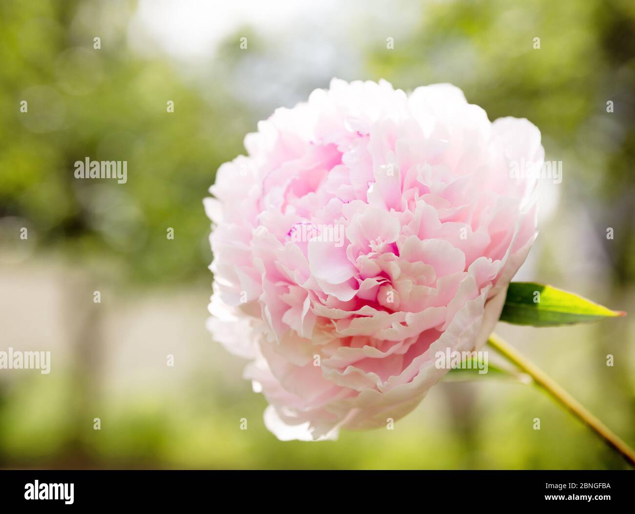 One large pale pink peony flower of the variety Sarah Bernhardt Stock Photo
