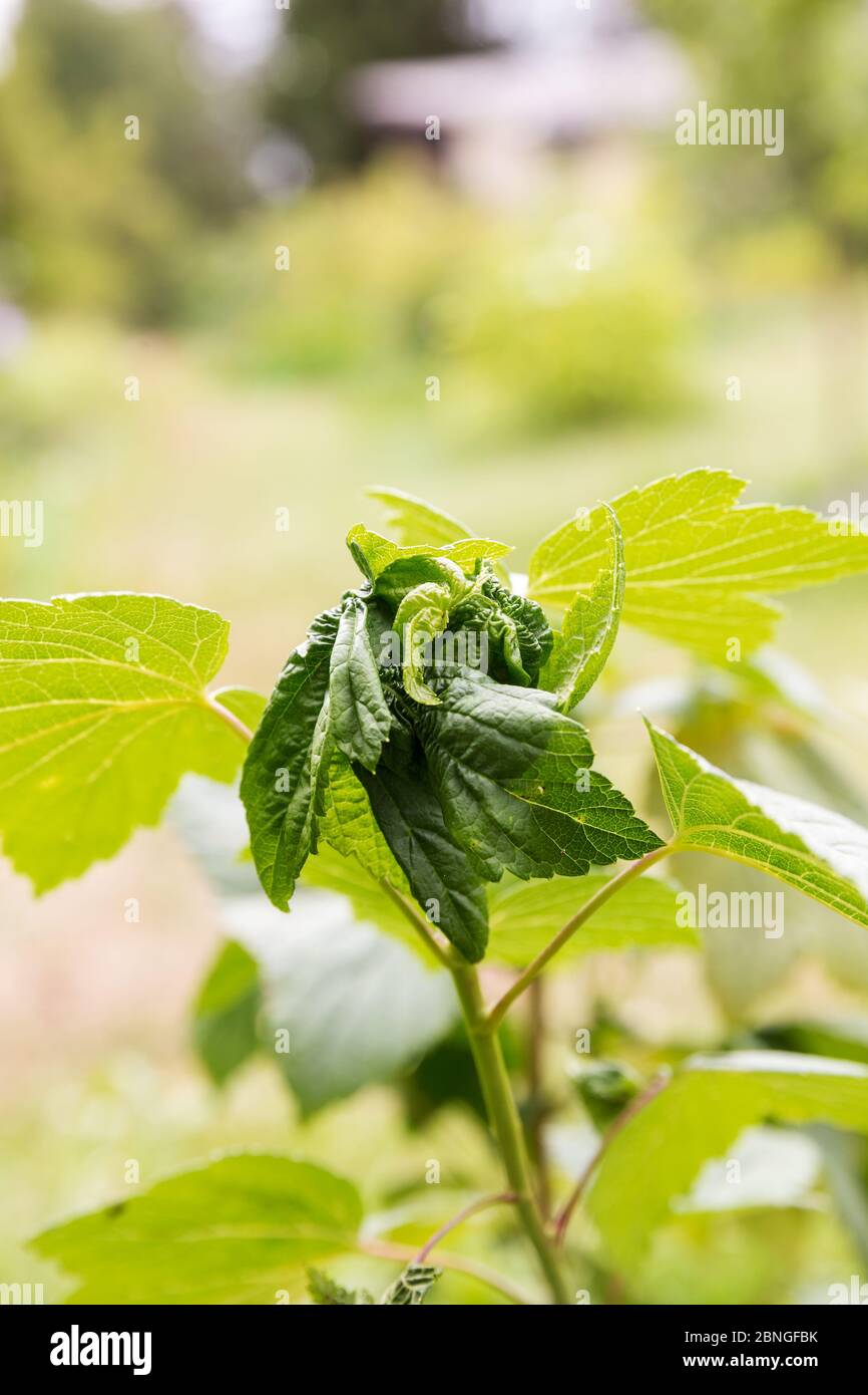 Damaged aphid leaves of black currant. Twisted blackcurrant leaves due to pests. Currant aphid Stock Photo