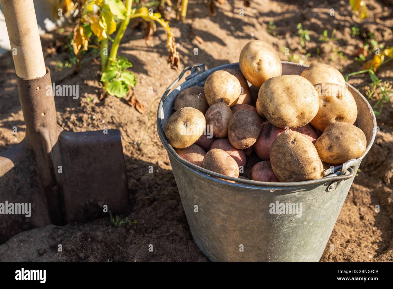 Large fresh dug potato in a bucket and a spade in the field. Harvesting potatoes on a farm Stock Photo