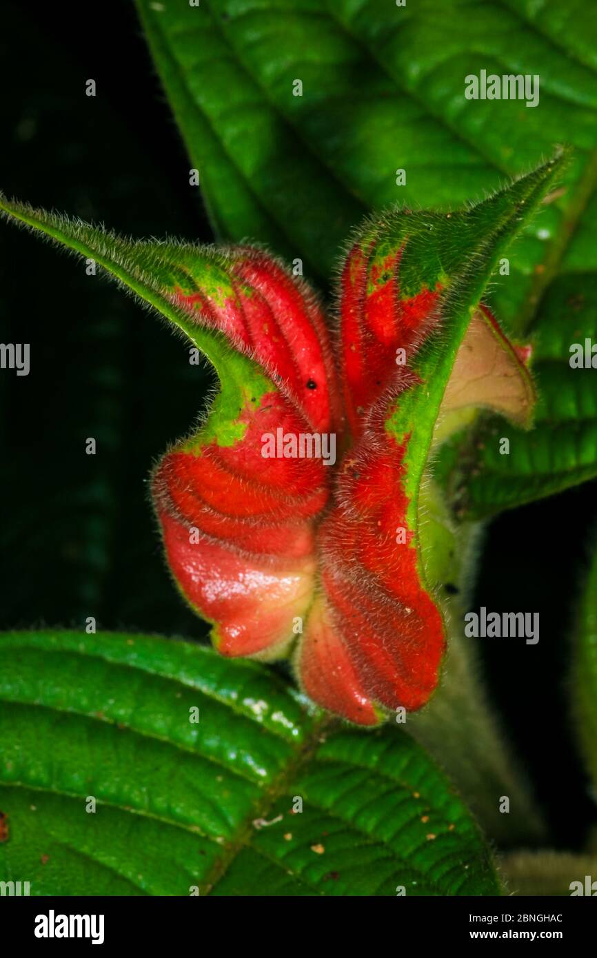 Green and red plant in the rainforest near Cana field station, Darien national park, Darien province, Republic of Panama. Stock Photo