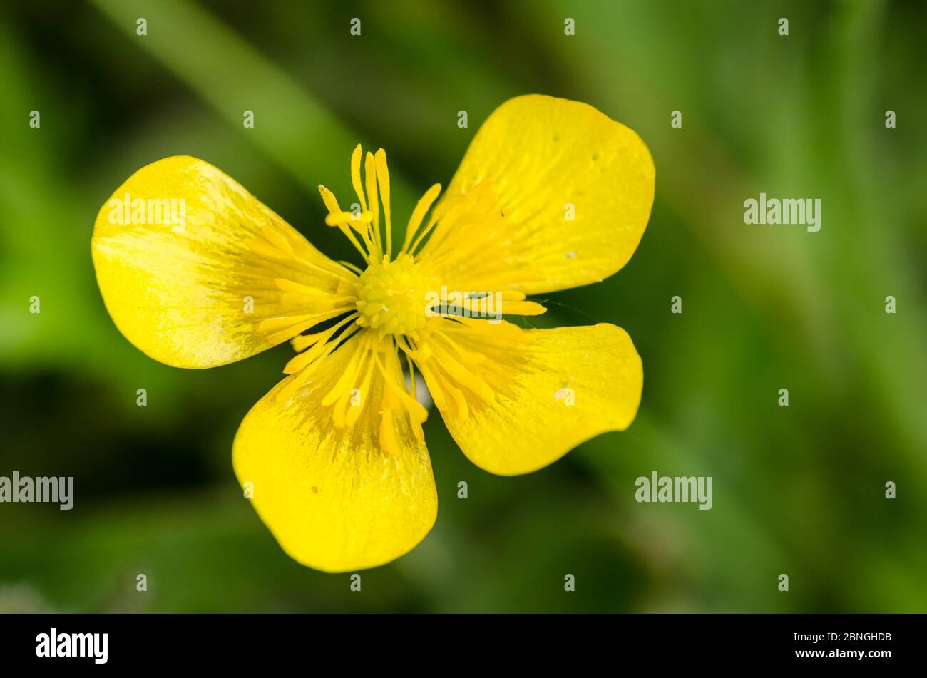 Ranunculus acris, buttercup yellow flower, close up, known as buttercups, spearworts and water crowfoots in a meadow in the countryside in Germany Stock Photo