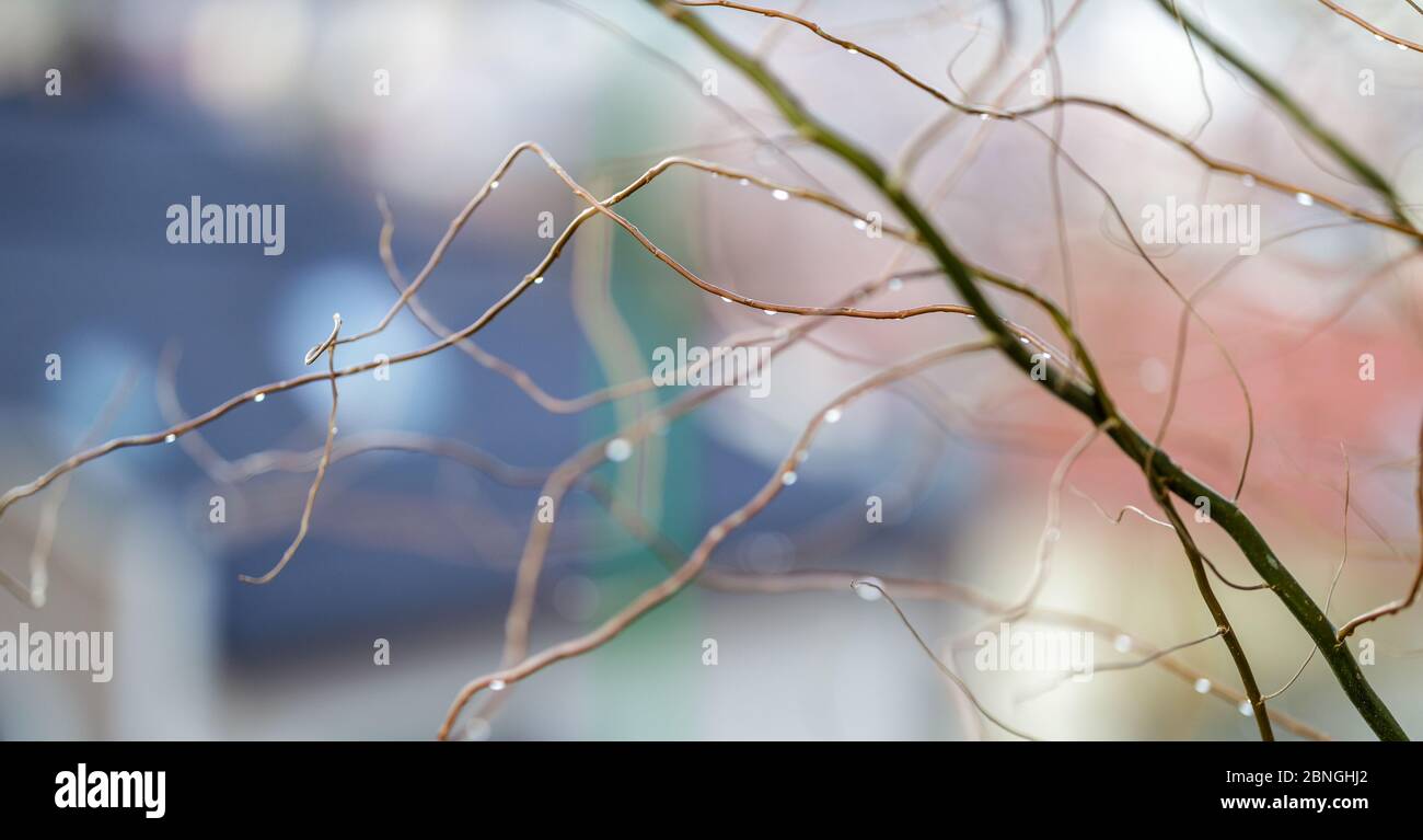 natural background of blurred thin branches with water drops Stock Photo
