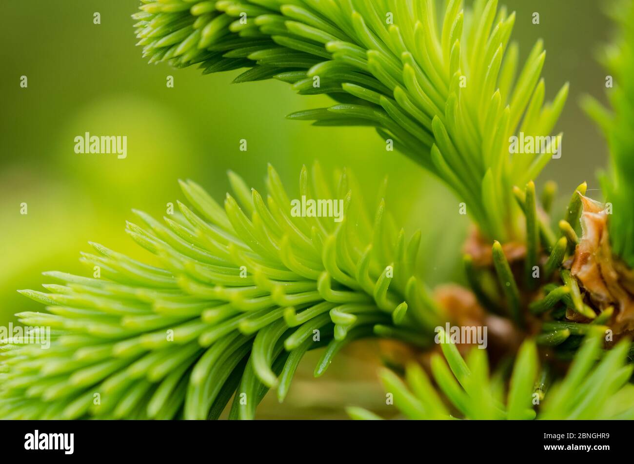 Picea, Piceoideae, Pinaceae, young growing fresh green spruce tree twigs and needles in a forest in Germany Stock Photo