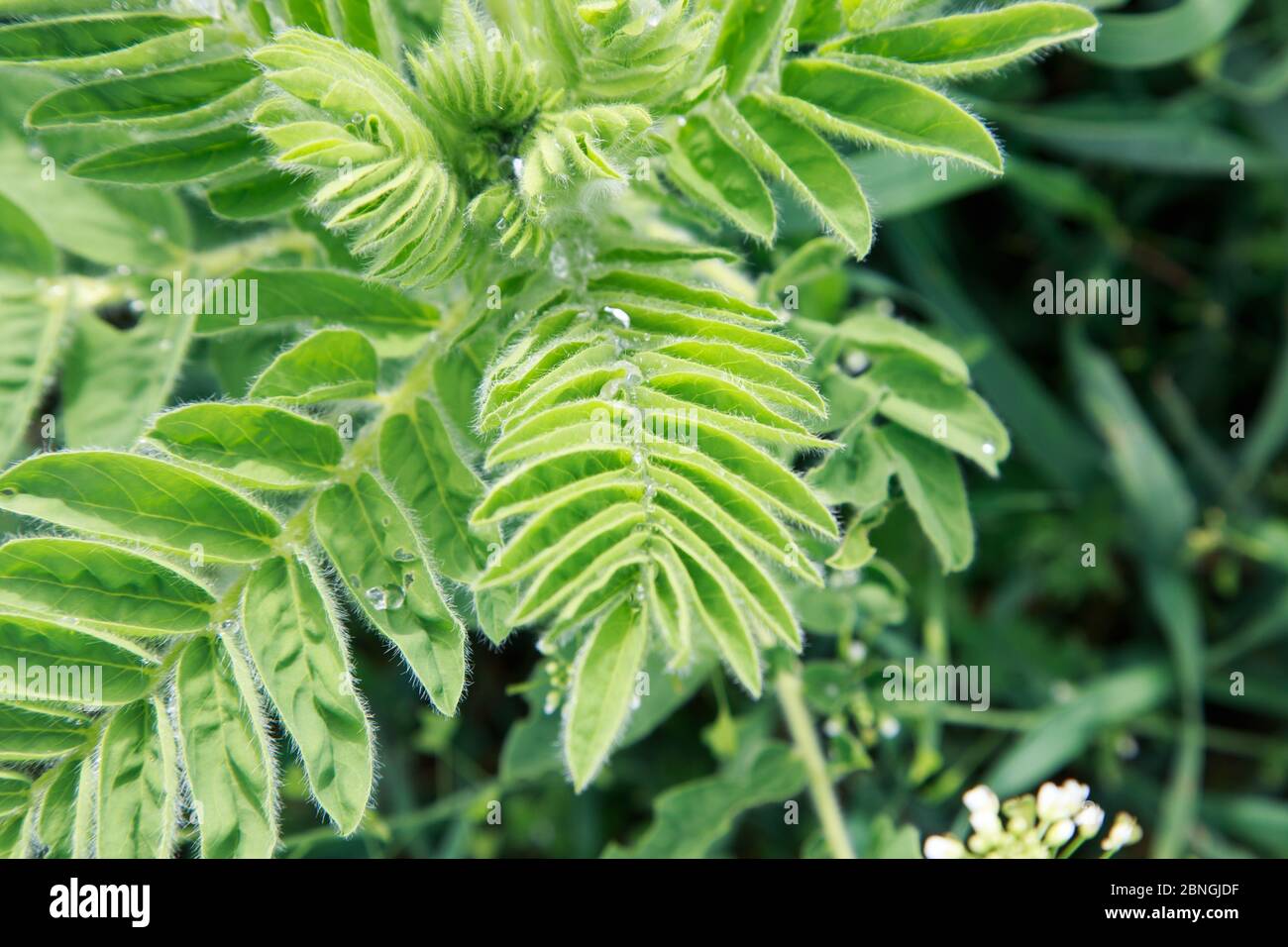 Astragalus close-up. Also called milk vetch, goat's-thorn or vine-like. Spring green background. Wild plant. Stock Photo