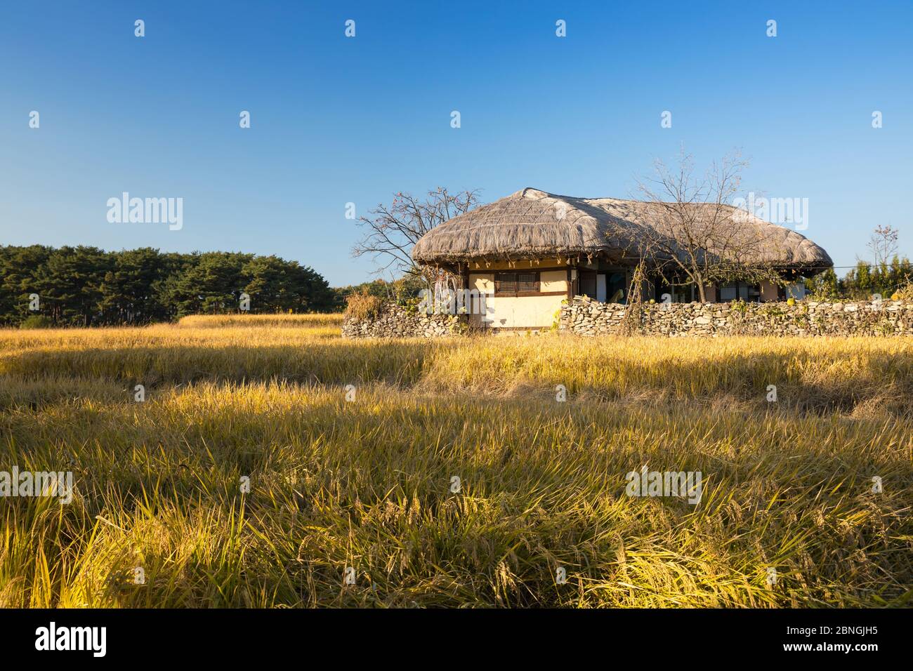 Beautiful autumn rice field and traditional thatched house. Traditional ...