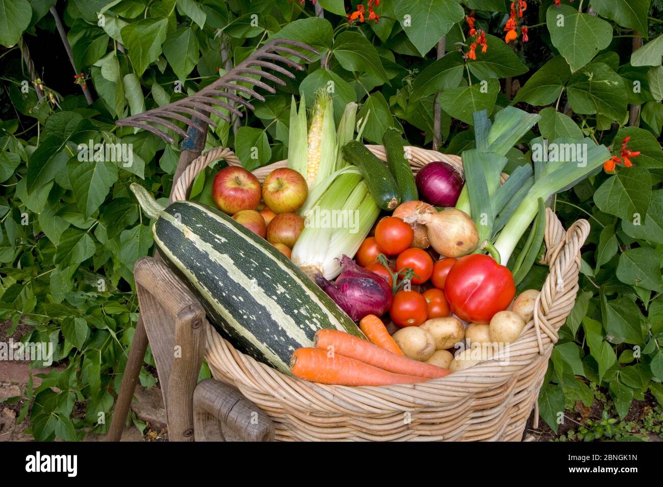Home Grown Vegatables from a vegetable garden in August Stock Photo Alamy