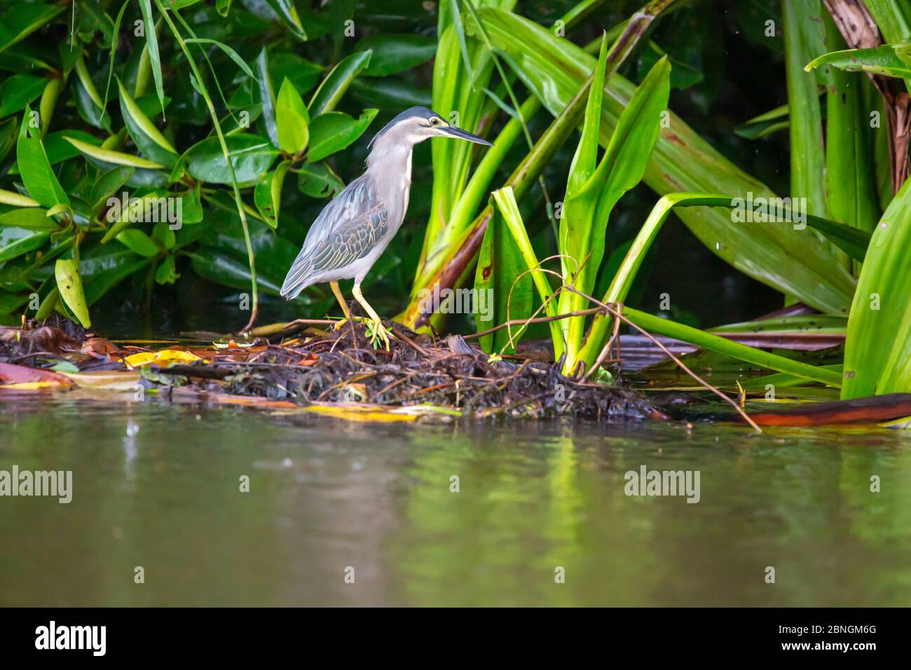 Rheier im Schilf am Fluss auf Sri Lanka Stock Photo