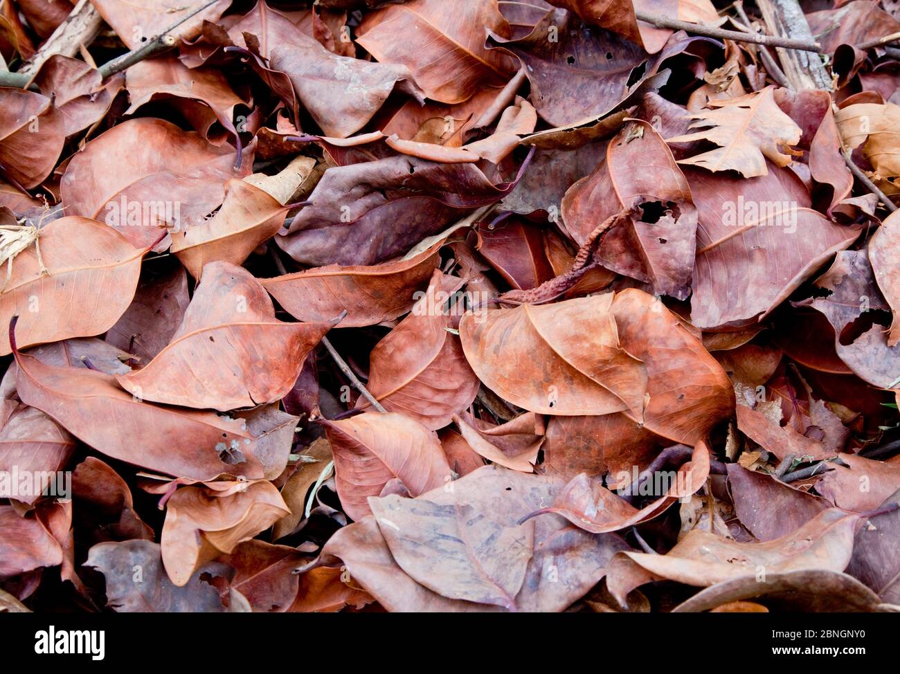 Closeup of a pile of dried leaves Stock Photo