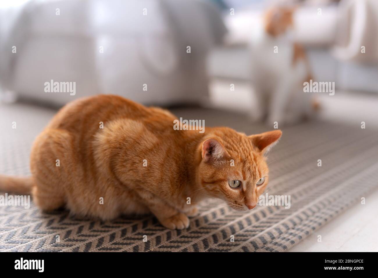 brown tabby cat with green eyes, lies down on the carpet in alert ...