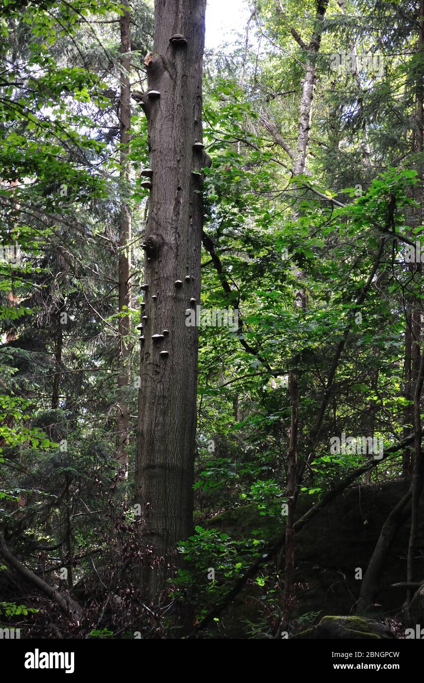 Baumstamm im Wald mit Baumpilzen bewachsen. Stock Photo