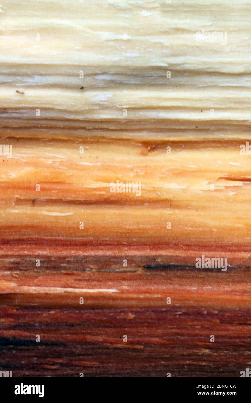 Wood board with light and dark lines Stock Photo