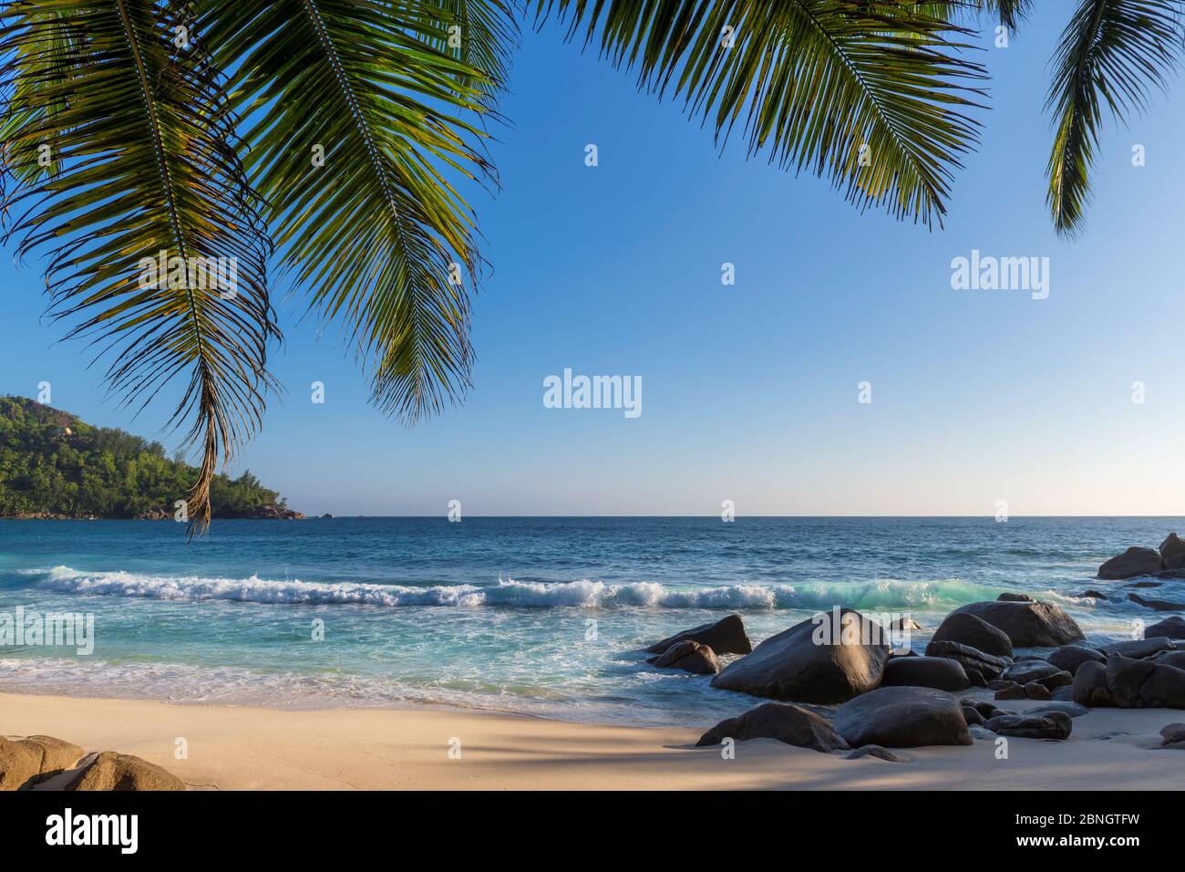 Palm trees on tropical sunny beach Stock Photo - Alamy