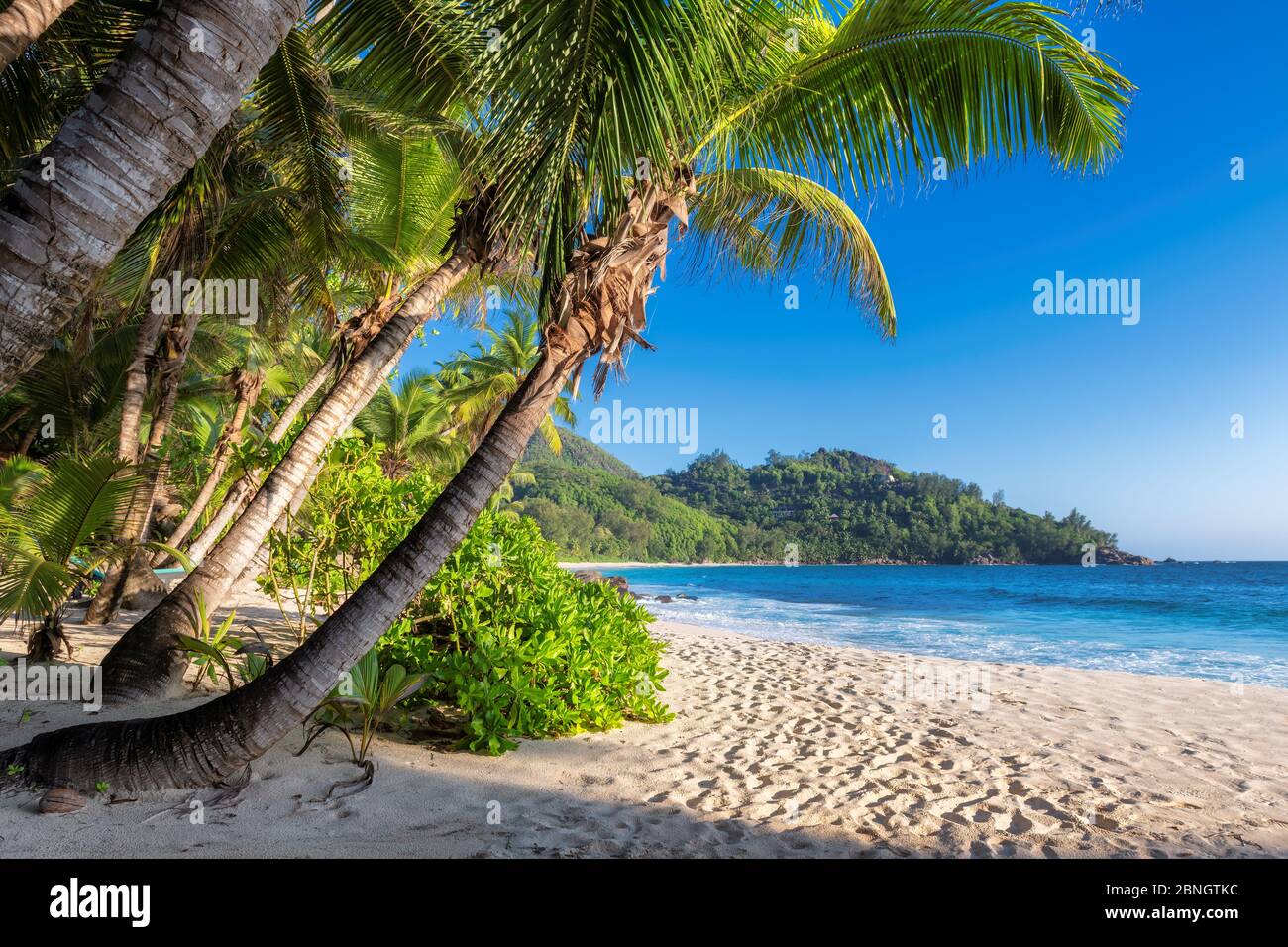 Palm trees on tropical sunny beach Stock Photo - Alamy