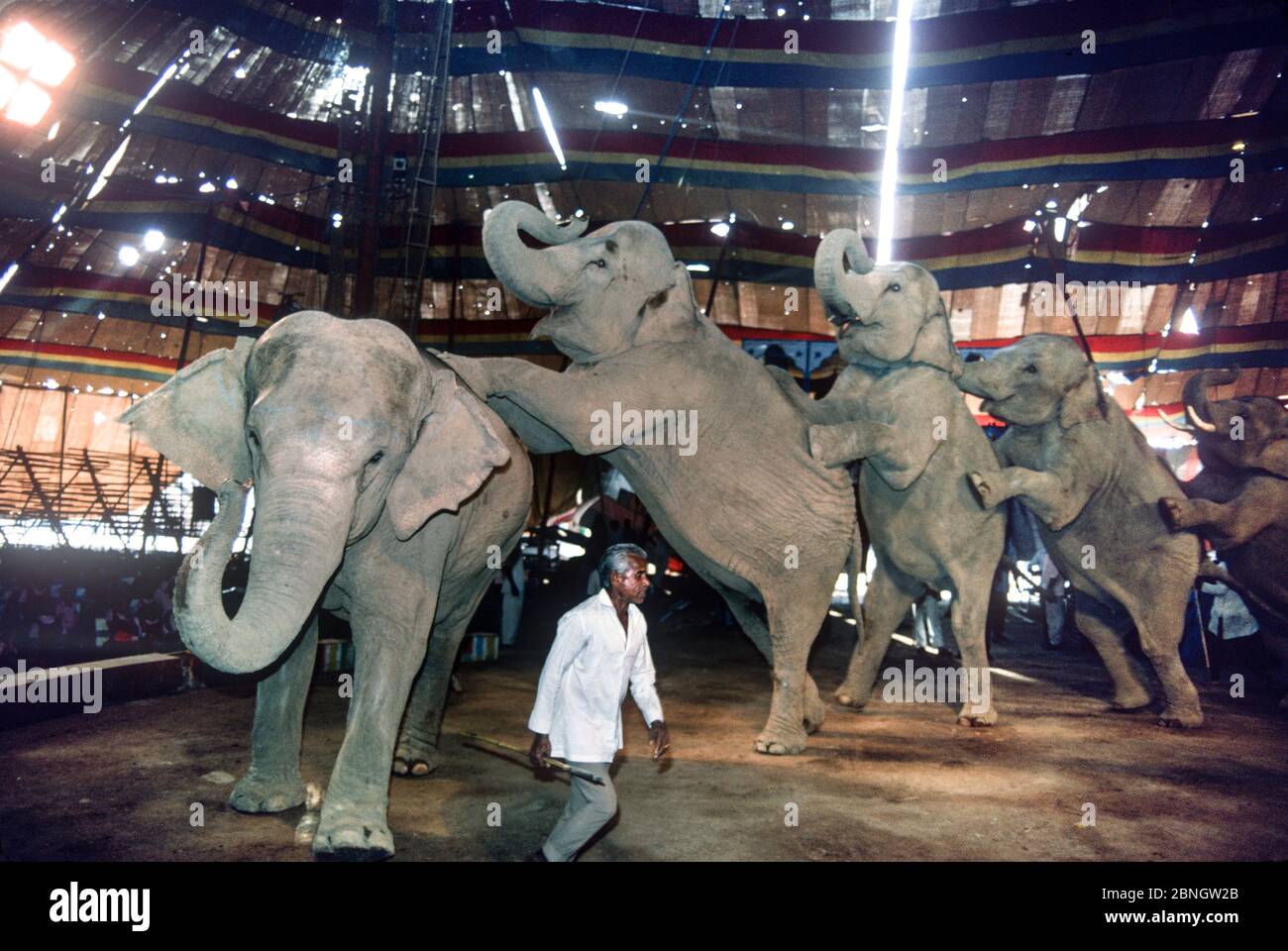 Conga line hires stock photography and images Alamy