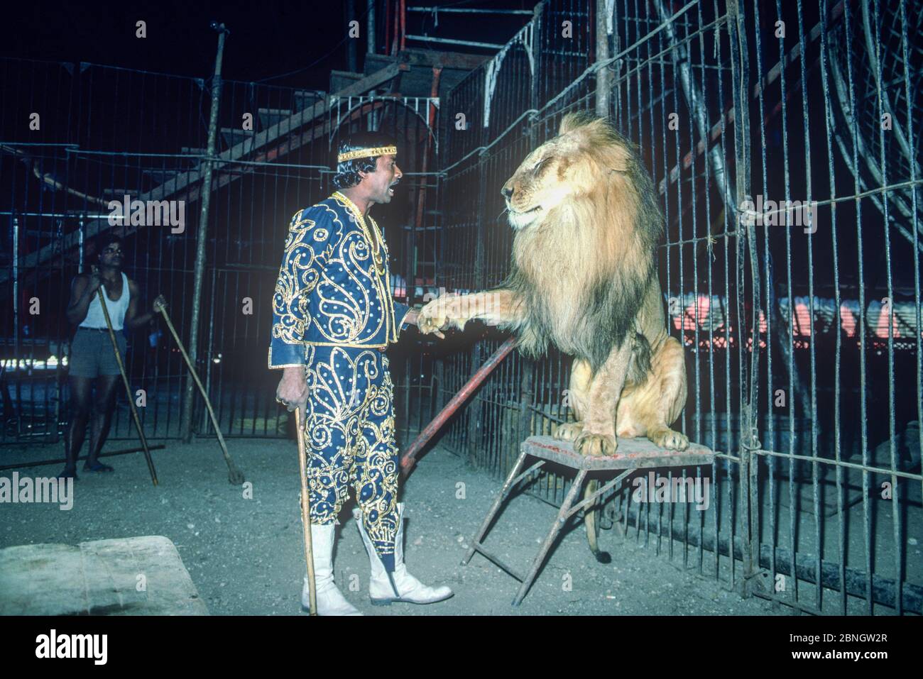 Big cat tamer with Lion (Panthera leo) Great Royal Circus, Bombay ...