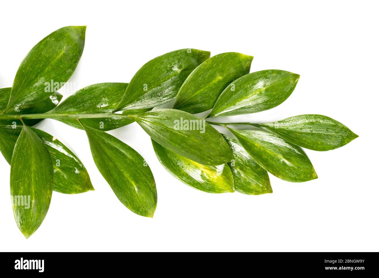 Fresh green leaves isolated on white background. Flat lay, top view ...